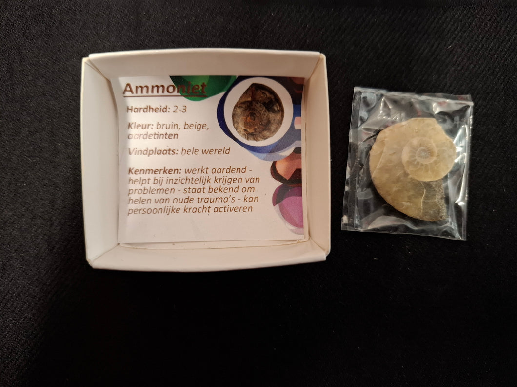Doosje Ammoniet